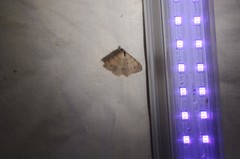 Digrammia muscariata