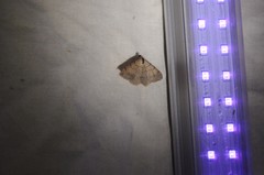 Digrammia muscariata