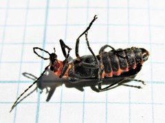 Podabrus conspiratus