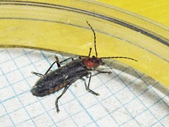 Podabrus conspiratus