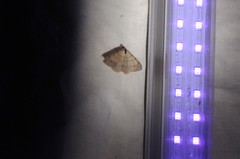 Digrammia muscariata