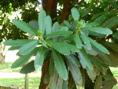 Pachystroma longifolium