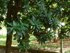 Pachystroma longifolium