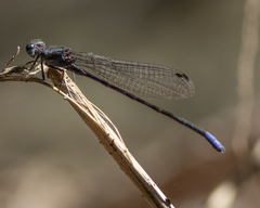 Argia immunda