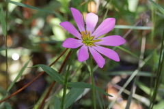 Sabatia dodecandra foliosa
