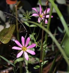 Sabatia dodecandra foliosa