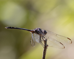 Dythemis nigrescens