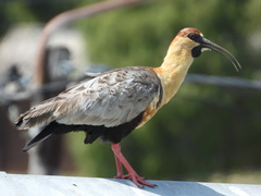 Theristicus melanopis
