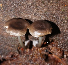 Mycena tuvara