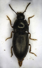 Hypnoidus riparius