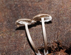 Mycena tuvara