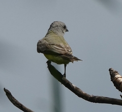 Tyrannus melancholicus