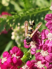 Synanthedon decipiens