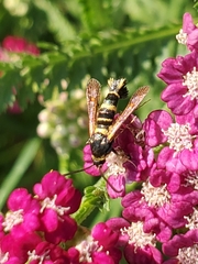 Synanthedon decipiens