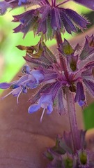 Salvia amplexicaulis