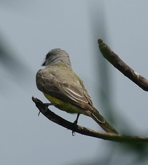 Tyrannus melancholicus