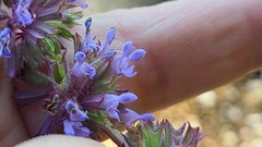 Salvia amplexicaulis