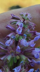 Salvia amplexicaulis