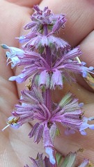Salvia amplexicaulis