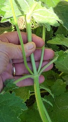 Salvia amplexicaulis