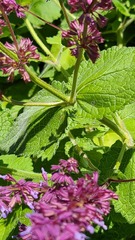 Salvia amplexicaulis