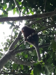 Plecturocebus ornatus