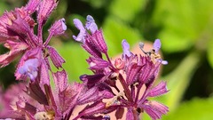 Salvia amplexicaulis