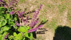 Salvia amplexicaulis