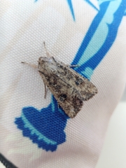 Ichneutica morosa