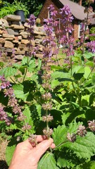 Salvia amplexicaulis