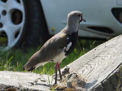 Vanellus chilensis