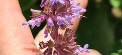 Salvia amplexicaulis