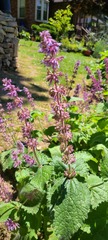 Salvia amplexicaulis