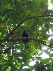 Plecturocebus ornatus