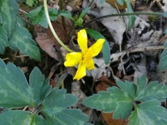 Ranunculus sierrae-orientalis