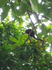 Plecturocebus ornatus