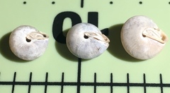 Euchemotrema