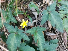 Ranunculus sierrae-orientalis