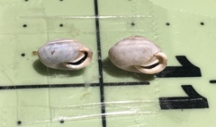 Euchemotrema