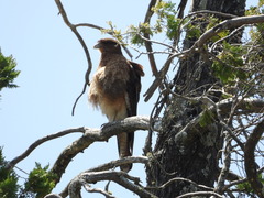 Daptrius chimango