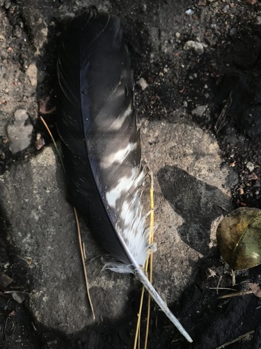 White-rumped Hawk (Parabuteo leucorrhous), photo 5