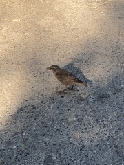Sturnus vulgaris