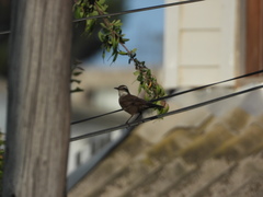 Cinclodes patagonicus
