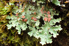Pseudocyphellaria glabra