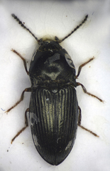 Hypnoidus riparius