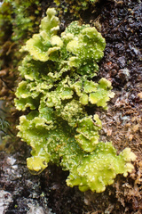 Crocodia rubella