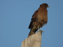 Daptrius chimango