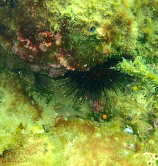 Vincentia conspersa