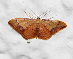 Idaea ostrinaria