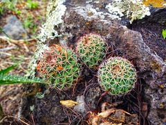Mammillaria polythele